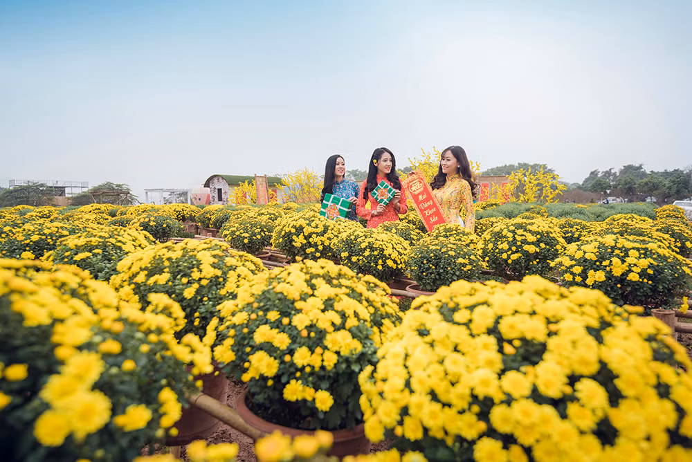 Ngất ngây cánh đồng Cúc mâm xôi giữa Hà Nội
