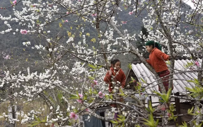 Xuân về cùng sắc hoa đào