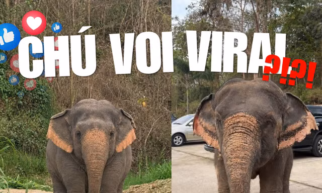 Chú voi con mũm mĩm khiến dân mạng cưng quá chừng chỉ là sản phẩm AI?
