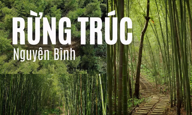 “Mở khóa” rừng trúc xanh mướt tại Cao Bằng đẹp như phim, không kém gì Nhật Bản