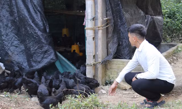 Lào Cai: Nhiều cơ sở chăn nuôi đổi thay nhờ chính sách hỗ trợ kịp thời