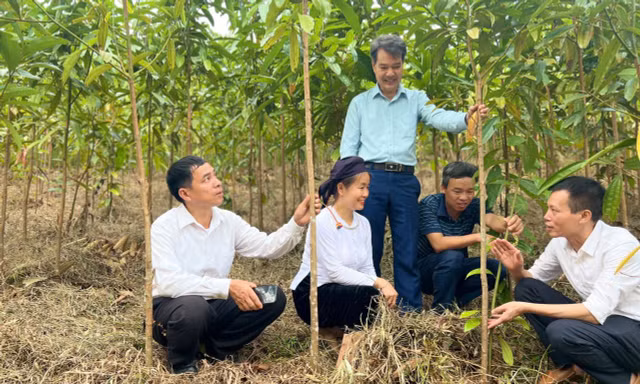 Trồng quế theo hướng hữu cơ mở hướng phát triển kinh tế tại vùng cao Lào Cai