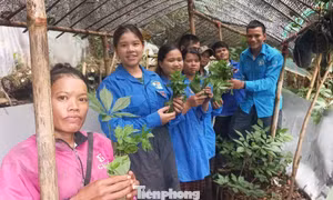 ‘Vườn sâm kết đoàn’ dìu thanh niên thoát nghèo
