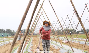 Nông dân cần mẫn 'hồi sinh' vùng rau lớn nhất Đà Nẵng sau lũ