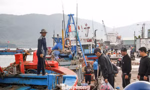 Ngư dân tất bật vươn khơi trong chuyến biển xuyên năm mới