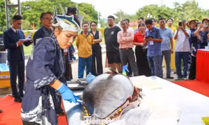 Nữ đầu bếp 'múa dao' phile cá ngừ đại dương hơn nửa tạ
