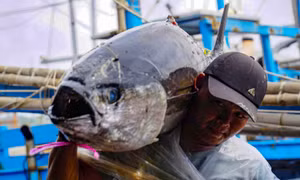 Chuyến biển mở hàng năm mới, tàu câu cá ngừ đại dương của ngư dân Gia Lai cập bến đầy khoang