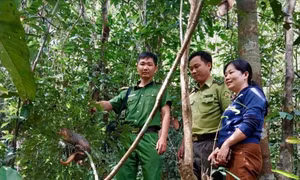Tê tê quý hiếm bò vào nhà người dân ở Gia Lai