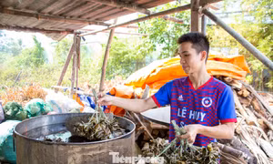 Giữ hương vị truyền thống qua những mẻ bánh ú tro dịp Tết Đoan Ngọ