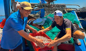 Trúng đậm cá cơm, ngư dân phấn khởi ngày tàu cập bến