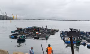 Yêu cầu người dân không ở lại trên các lồng bè khi có bão để tránh gặp nguy hiểm. 