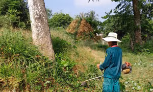 Phường phản ứng tức thì sau phản ánh di tích nghìn năm trong cảnh hoang phế