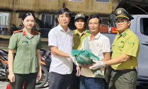Người dân Huế giao nộp 26 cá thể động vật hoang dã, quý hiếm