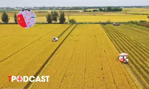 Đất trồng lúa sát đường giao thông, cạnh khu dân cư có được chuyển sang đất ở?