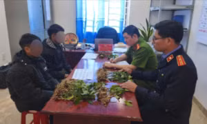 Hai đối tượng trộm 100 cây sâm Ngọc Linh