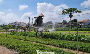 Hơn 400 năm người Trà Quế giữ đất lành trồng rau sạch