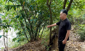 Sạt lở bờ sông Vu Gia, người dân Đà Nẵng thấp thỏm trước mùa mưa lũ
