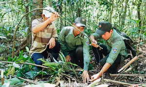 Bóc gỡ ‘ma trận’ bẫy thú trong rừng Chư Mom Ray