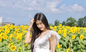 'Lạc lối' ở cánh đồng triệu bông hoa hướng dương bừng nở tại Quảng Ngãi 