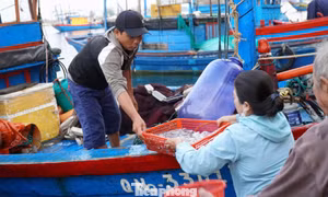 'Đột nhập' chợ mực Cửa Lở lúc rạng sáng
