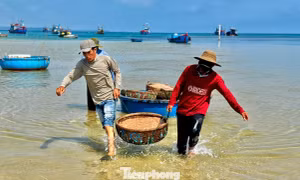 Ngư dân Quảng Ngãi 'kiếm bộn tiền' nhờ lộc biển