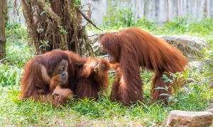 Từ hơn 4.000 cá thể đến mạng lưới bảo tồn quốc tế: Vinpearl Safari đã đi xa đến đâu sau hơn một thập kỷ?