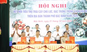 Bắc Ninh xúc tiến tiêu thụ trái cây chủ lực