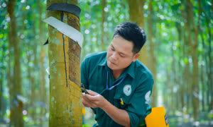 VRG vượt kế hoạch lợi nhuận năm 2025 ngay sau 9 tháng – Dấu ấn 96 năm bản lĩnh ngành Cao su Việt Nam