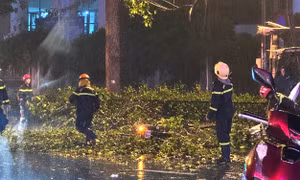 TPHCM: Nhánh cây lớn rơi trúng xe máy, hai vợ chồng thương vong