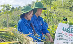 Thanh niên tất bật giúp người dân gặt lúa, chạy lũ