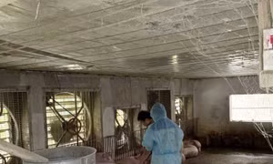 Một trang trại ở Phú Thọ tiêu hủy gần 1.900 con lợn vì dịch tả châu Phi