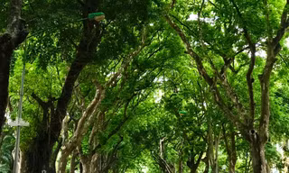 Bài học từ hoa sữa 