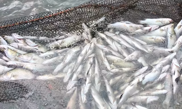 Quảng Trị: Cá chết hàng loạt trên sông Hiếu và sông Thạch Hãn