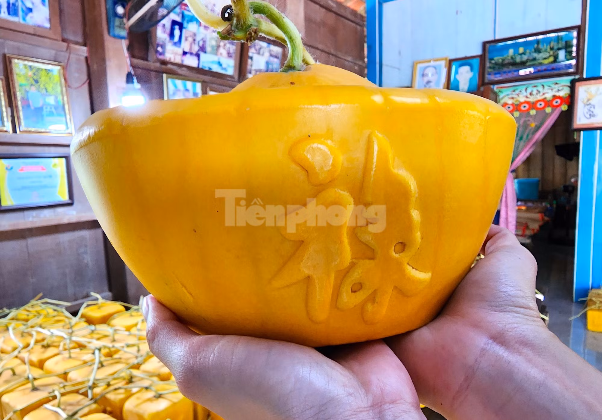 Bên cạnh đó, yếu tố thời tiết và khuôn tạo hình đóng vai trò vô cùng quan trọng trong quá trình cho ra đời trái dưa hấu độc lạ. Riêng, khuôn dưa hấu phải là loại đảm bảo chịu lực tốt để trong quá trình phát triển, trái dưa không làm vỡ khuôn. Do đó, khác với các nhà vườn tại miền Tây, ông Cưng đã tự sáng chế ra khuôn tạo hình dưa hấu bằng gỗ căm xe, vừa chịu lực tốt, vừa có độ bền cao (Ảnh: Kim Hà). Bên cạnh đó, yếu tố thời tiết và khuôn tạo hình đóng vai trò vô cùng quan trọng trong quá trình cho ra đời trái dưa hấu độc lạ. Riêng, khuôn dưa hấu phải là loại đảm bảo chịu lực tốt để trong quá trình phát triển, trái dưa không làm vỡ khuôn. Do đó, khác với các nhà vườn tại miền Tây, ông Cưng đã tự sáng chế ra khuôn tạo hình dưa hấu bằng gỗ căm xe, vừa chịu lực tốt, vừa có độ bền cao (Ảnh: Kim Hà).