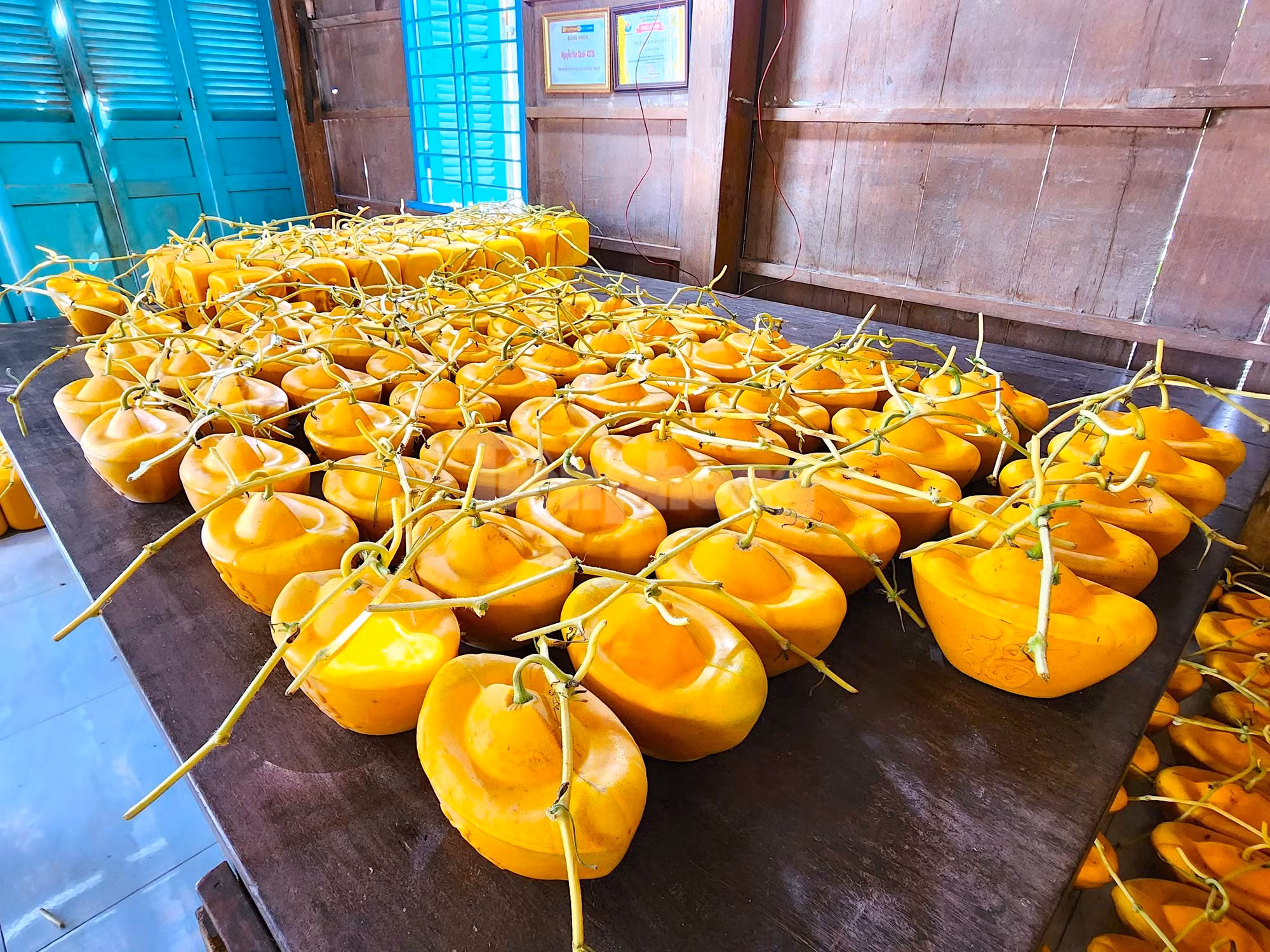 Trong dịp Tết Nguyên đán Quý Mão 2023, ông Cưng trồng khoảng 4.000 dây dưa hấu Kim Hồng (vỏ vàng, ruột đỏ). Trong đó, ông chọn ra 600 dây có trái phát triển tốt để tạo hình (Ảnh: Kim Hà). Trong dịp Tết Nguyên đán Quý Mão 2023, ông Cưng trồng khoảng 4.000 dây dưa hấu Kim Hồng (vỏ vàng, ruột đỏ). Trong đó, ông chọn ra 600 dây có trái phát triển tốt để tạo hình (Ảnh: Kim Hà).