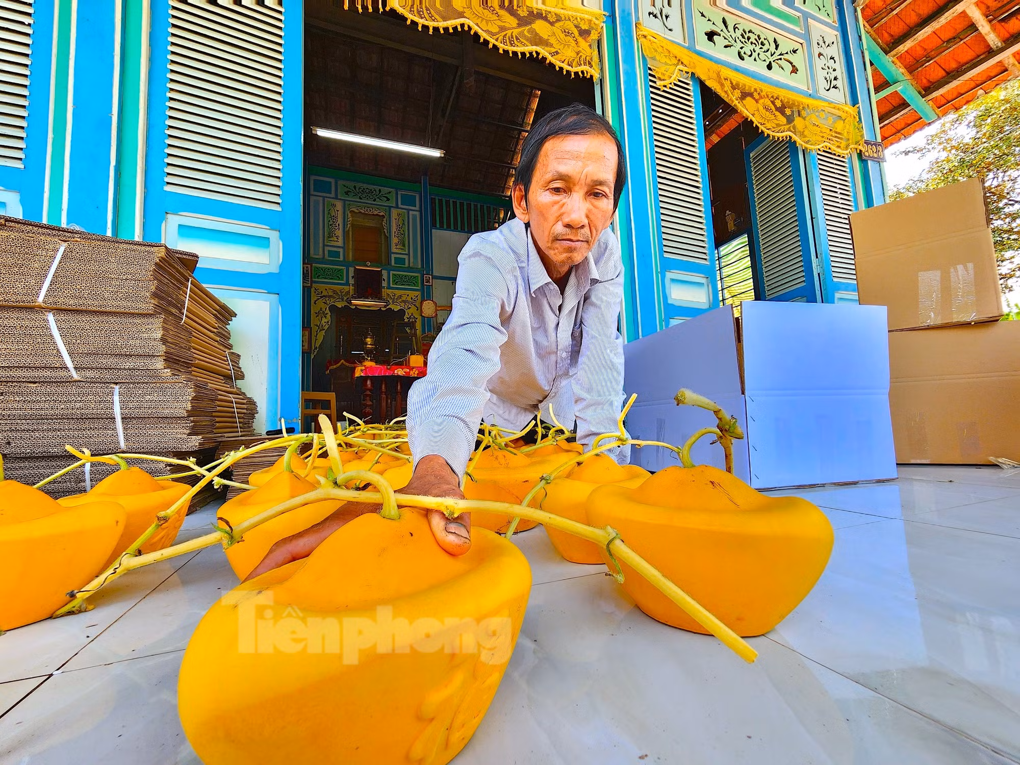 Ý tưởng là một chuyện, còn chuyện chọn giống dưa làm sao để có thể cho ra sản phẩm đạt yêu cầu lại là một vấn đề rất nan giải. Ông Cưng đã mất nhiều năm trồng thử nghiệm qua nhiều giống dưa hấu khác nhau nhưng chỉ có dưa hấu Kim Hồng (là loại dưa có vỏ dày, độ ngọt cao, có thể bảo quản được từ 1 - 2 tháng) là đạt các tiêu chí mà người nông dân này mong muốn (Ảnh: Kim Hà). Ý tưởng là một chuyện, còn chuyện chọn giống dưa làm sao để có thể cho ra sản phẩm đạt yêu cầu lại là một vấn đề rất nan giải. Ông Cưng đã mất nhiều năm trồng thử nghiệm qua nhiều giống dưa hấu khác nhau nhưng chỉ có dưa hấu Kim Hồng (là loại dưa có vỏ dày, độ ngọt cao, có thể bảo quản được từ 1 - 2 tháng) là đạt các tiêu chí mà người nông dân này mong muốn (Ảnh: Kim Hà).