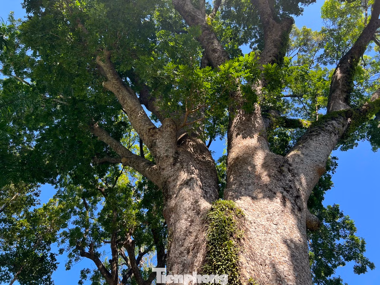 Các cây di sản không chỉ có giá trị sinh thái mà còn là nhân chứng sống của lịch sử Việt Nam Các cây di sản không chỉ có giá trị sinh thái mà còn là nhân chứng sống của lịch sử Việt Nam
