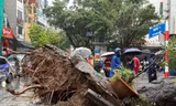 Hà Nội: Cây xà cừ cổ thụ đổ đè bẹp 2 ô tô trên phố Trung Kính
