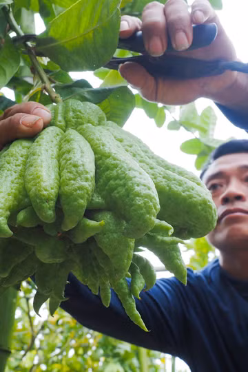 Làng trồng phật thủ ở ngoại thành Hà Nội rộn ràng vào vụ Tết Giáp Thìn