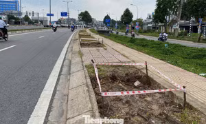 Đốn hạ gần 200 cây xanh để thi công Vành đai 2