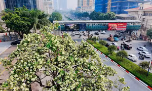 Hà Nội tính thay thế dần những nơi trồng hoa sữa quá dày 