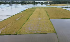 Mưa lớn nhấn chìm hơn 4.200 ha lúa