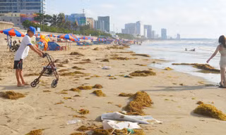 Rong biển dạt vào Bãi Sau Vũng Tàu mỗi ngày, lo ô nhiễm môi trường