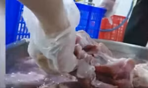 TPHCM làm rõ nghi án đưa thịt hết hạn vào bữa ăn trường học