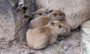 Thảo Cầm Viên Sài Gòn đón 3 capybara con đầu tiên ra đời, tên nghe đã thấy ngọt ngào