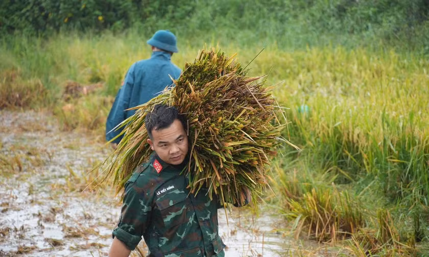 Lúa đổ rạp sau mưa lớn, bộ đội, công an xuống đồng hỗ trợ giúp dân 