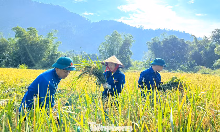 'Áo xanh' xuống đồng chạy đua với mùa gặt