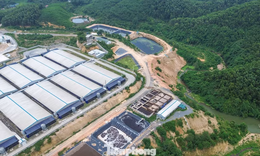 Xử phạt loạt trang trại nuôi gần 80.000 con lợn