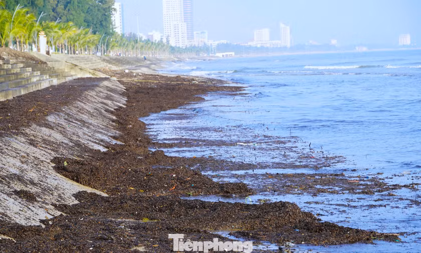 Cảnh tượng lạ ở biển Cửa Lò 
