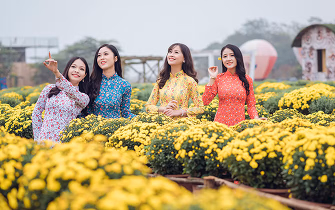 Ngất ngây cánh đồng Cúc mâm xôi giữa Hà Nội